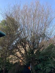 Photo de galerie - Elagage et coupe d'arbres