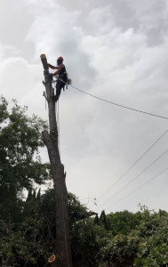 Photo de galerie - Abattage d'arbre gênant en rétention