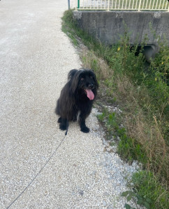 Photo de galerie - Promenade avec mon chien