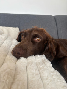 Photo de galerie - Garde chien