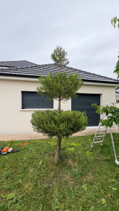 Photo de galerie - Restructuration de taille en nuages d’un cyprès 