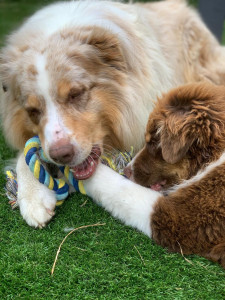 Photo de galerie - Le grand frère et la petite sœur des amours de belles balades et joueurs tout les deux 