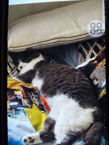 Photo de galerie - Garde chat