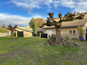 Photo de galerie - Elagage et coupe d'arbres