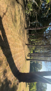 Photo de galerie - Entretien d’un grand parc (forêt)