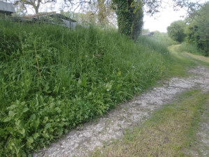 Photo de galerie - Tonte de pelouse - Débroussaillage