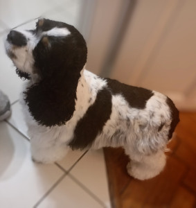 Photo de galerie - Toilettage