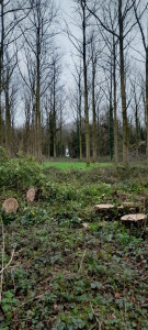 Photo de galerie - Elagage et coupe d'arbres