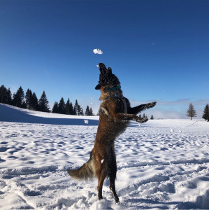 Photo de galerie - Balade pour chien