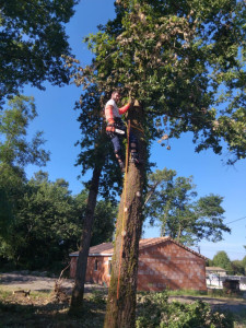 Photo de galerie - Elagage et coupe d'arbres