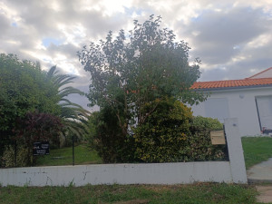 Photo de galerie - Taille de haies et d'arbustes