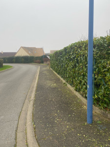 Photo de galerie - Taille de haie 