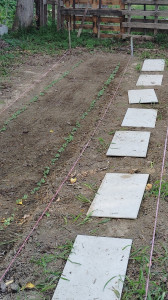 Photo de galerie - Entretien espace vert, création de potager 