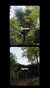 Photo de galerie - Abattage d’un prunier 