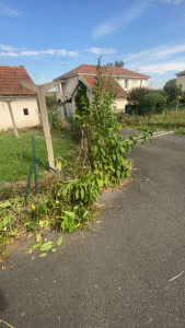 Photo de galerie - Désherbage et taille d'arbre avant 