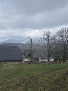 Photo de galerie - Elagage Abattage et broyage des branches 
