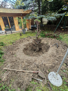 Photo de galerie - Suppression d arbre, déssouchage