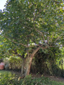 Photo de galerie - Tonte de pelouse - Débroussaillage