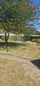 Photo de galerie - Tonte d’une pelouse après 2 mois sans tonte
