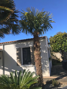 Photo de galerie - Après taille de palmier 