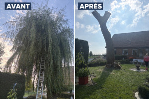 Photo de galerie - Élagage d’arbre