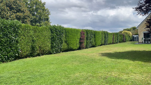 Photo de galerie - Taille de haies et d'arbustes