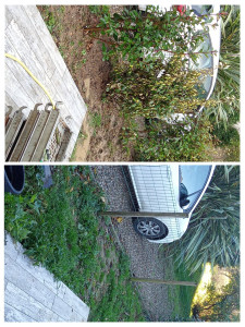 Photo de galerie - Plantation d'arbres