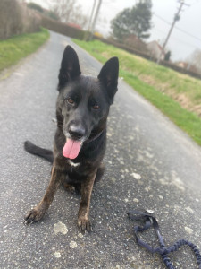 Photo de galerie - Malinois croisé berger allemand 