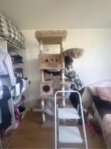 Photo de galerie - Montage d’un arbre à chat géant.