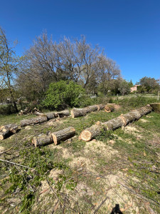 Photo de galerie - élagage 