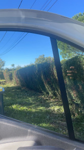 Photo de galerie - Taille de haies et d'arbustes