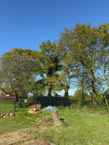 Photo de galerie - Abattage d’un sapin pour éviter tout dédommagement sur le terrain de boules approximative