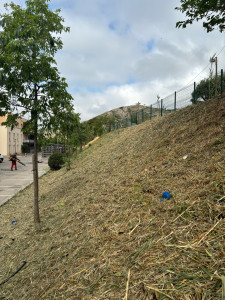 Photo de galerie - Tonte de pelouse - Débroussaillage