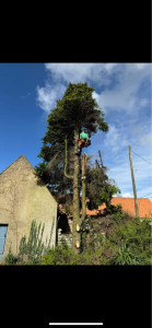 Photo de galerie - Elagage et coupe d'arbres