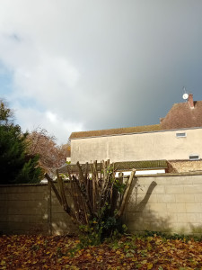 Photo de galerie - Elagage et coupe d'arbres