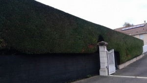 Photo de galerie - Taille Haie de sapin