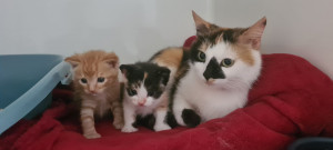 Photo de galerie - Une famille tellement mignonne 