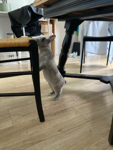 Photo de galerie - Visite / garde de lapins 
