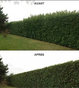 Photo de galerie - Entretien jardin complet 
