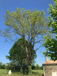 Photo de galerie - Elagage et coupe d'arbres