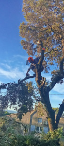 Photo de galerie - Démontage d’un chêne vert 