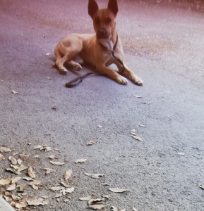 Photo de galerie - Garde chien