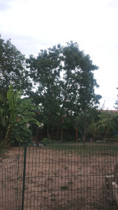 Photo de galerie - Elagage et coupe d'arbres