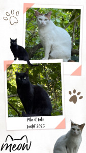 Photo de galerie - Voici Pila et Lulu, deux petits chats que j’ai eu l’occasion de m’occuper pendant une semaine. 