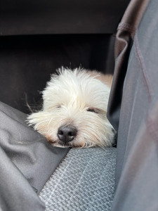 Photo de galerie - Garde de ce petit chien 
