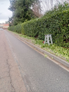 Photo de galerie - Taille de haie 