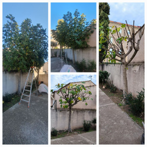 Photo de galerie - Taille de fructification d'un figuier