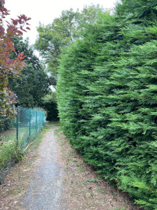 Photo de galerie - Taille de haies et d'arbustes