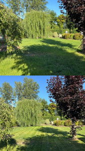 Photo de galerie - Première tonte après avoir semé 