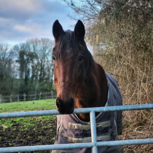 Photo de galerie - Soin au chevaux 